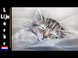 Hoe Teken Je Een Kitten X2f Dieren Tekenen X2f 50 Youtube Dieren Tekenen Bloemen Tekenen Tekenpotlood