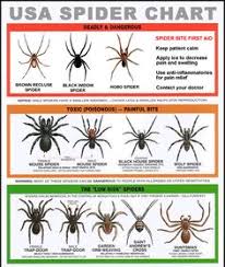 One of the scariest insects ever existed. 39 Best Black Widow Spider Ideas Spider Black Widow Spider Widow Spider
