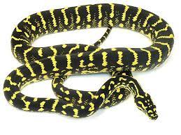 Jungle Carpet Python Pet Snake Snake Lovers Cute Snake