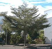 Image result for Terminalia boivinii