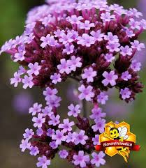 Argentinisches Eisenkraut Top Qualitat Baldur Garten In 2020 Pflanzen Wachsenden Pflanzen Winterharte Stauden