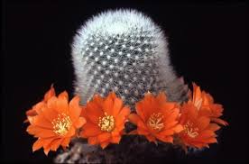 Select from premium cactus of the highest quality. Rebutia Muscula
