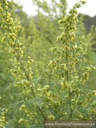 Image result for Artemisia afra