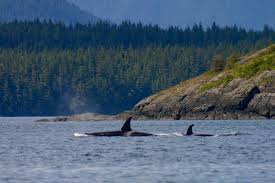 Wohne ja in deutschland :) am besten nicht amerika oder australien oder so. Die Kraft Der Guten Nachrichten Und Warum Ich Jetzt Orca Pate Bin