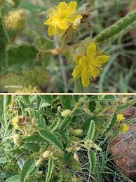 Image result for Corchorus kirkii