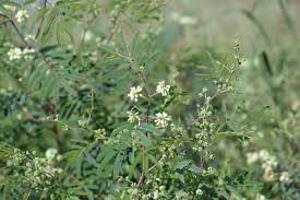 Image result for Acacia angustissima