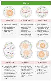 This is the longest period of the complete cell cycle during which dna replicates, the centrioles divide, and proteins are actively produced. Cell Cycle Cell Division Online Medical Course Lecturio