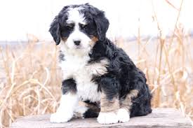 They are playful, energetic, and affectionate, making them an excellent choice for families with or without children. Mini Bernedoodle Puppies For Sale Mini Bernedoodle