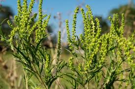 The most widespread ragweeds in the united states are the common ragweed. Ragweed Erkennen