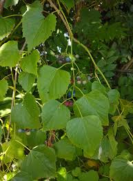 Image result for Ampelocissus africana