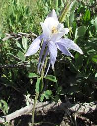 Maybe you would like to learn more about one of these? Aquilegia Caerulea Colorado Blue Columbine Identification Distribution Habitat