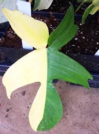 Philodendron Florida Beauty Variegata In 2020 Philodendron Plants Rare Plants