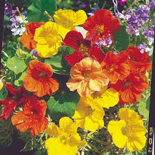 View photographs and a description of the plant tropaeolum majus, commonly known as nasturtium or garden nasturtium. Nasturtium Seeds Tropical Mix Suttons