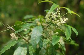 Ba chạc và những bài thuốc chữa bệnh từ dược liệu