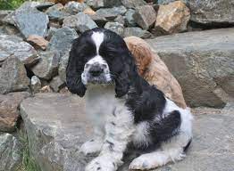 Thriving and ready to go to their new homes! Sweet Little Black And White Cocker Spaniel Puppy Can T Help But Fall In Love White Cocker Spaniel Cocker Spaniel Cocker Spaniel Puppies