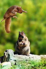 Squirrels Squirrel Funny Cute Squirrel Animals Beautiful