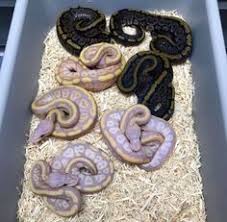 A new legacy x snipes collection 🏀 only at snipes! 81 Derpy Snikes Ideas Cute Snake Cute Reptiles Pet Snake