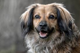 For those of you who photograph at dog shows, what do you typically pay as  a vendor fee? Looking into offering shoots at local shows that have pretty  grounds for portraits and