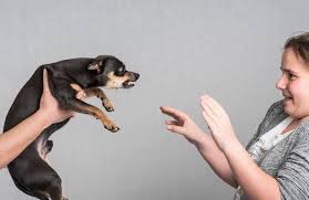 In most states, the first rabies vaccination is generally given to puppies at or before 16 weeks of age. What Are The Long Term And Short Term Effect Of Dog Bite Injuries