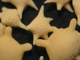 This specimen was featured in the second edition of the mini museum and we are happy to offer it once again as a single specimen. The Star Sand Beach Of Hoshizuna No Hama Amusing Planet