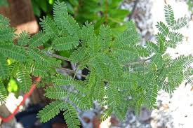 Image result for Acacia farnesiana