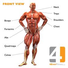 The straight arm is raised in front of the body, with the palm down, as high as possible. Human Body Muscle Diagram 4ever Fitness Human Body Muscles Body Muscle Chart Body Muscle Anatomy