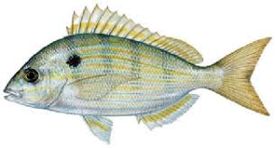 Or just one or the other? Florida Bait Fish Identification