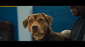 Bella fuge după o veveriță și se pierde pe ceea ce o aduce din ce în ce mai aproape de casă este loialitatea față de oamenii din viața ei și credința că va reuși. Intercomfilm A Dog S Way Home Drumul Unui Caine CÄƒtre CasÄƒ Facebook