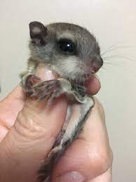 16gr Flying Squirrels Baby Flying Squirrel Baby Squirrel Squirrel