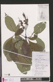 Image result for Allophylus africanus