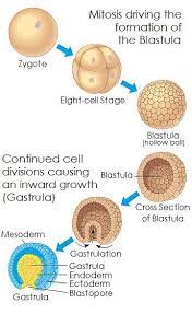 Lamanya waktu pada setiap tahapan adalah tiga bulan : Jelaskan Secara Berurutan Fase Tahapan Perkembangan Fase Embrio Hewan Vertebrata Brainly Co Id