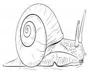 Voir plus d'idées sur le thème coloriage hugo l'escargot, coloriage hugo, coloriage. Coloriage Hugo L Escargot Dessin Escargot A Imprimer