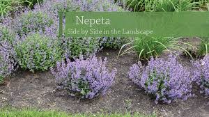 Quality groundcover plants, free delivery, wholesale, full flats only. Nepeta Faassenii Purrsian Blue Pp24788 Walters Gardens Inc
