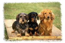 Female longhair minature dachshund puppy. Dachshund Puppies For Sale In Ohio Change Comin