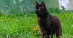 York Chocolate Cat Breed Information and Pictures - PetGuide