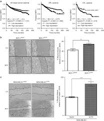 The grade describes the appearance of the cancerous the grade of a cancer depends on what the cells look like under a microscope. G1p3 Ifi6 A Mitochondrial Localised Antiapoptotic Protein Promotes Metastatic Potential Of Breast Cancer Cells Through Mtros British Journal Of Cancer