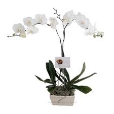 Maka tak heran kini bunga anggrek sudah menjadi koleksi oleh para hobiis bunga anggrek. Jual Tanaman Hias Bunga Anggrek Harga Termurah