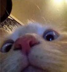 Cat Cute Meme Blur Low Quality Ginger Reaction Face Kitten Kitty Tumblr In 2020 Animal Memes Funny Cats Cute Memes