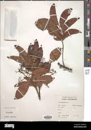 Image result for Lovoa