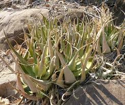 Image result for Agelanthus igneus