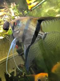 Black And Yellow Fish Freshwater Beautiful Proven Pair Live Angelfish Mating Pair About 5 Inches Long The Black Striped And The Yellow Ones In Fir Angel Fish Cichlids Aquarium Fish For Sale