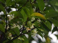 Image result for Malouetia