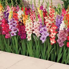 Image result for Gladiolus melleri
