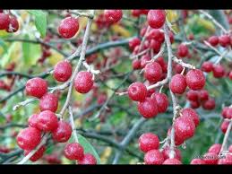 Autumn olive ginger orange jam. Foraging Autumn Olives Making Autumn Olive Jam Youtube
