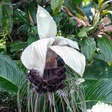 Compare with other plant seeds. White Bat Flower Seeds Tacca Chantrieri Price 2 85