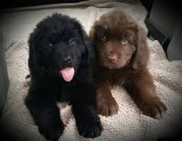 Beautiful & lovable st bernard / pyrenees / newfoundland puppies. Puppyfinder Com Newfoundland Puppies Puppies For Sale Near Me In Washington Usa Page 1 Displays 10