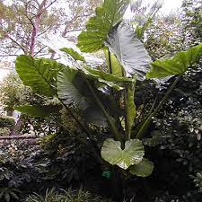 Nov 30, 2019 · elephant ear plant types. Alocasia Macrorrhizos Upright Elephant Ears Araceae The Arum Family