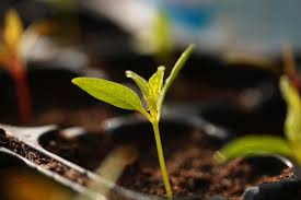 How long should you leave grow lights on. Using A Grow Light To Start Seeds Indoors Dengarden
