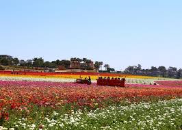 San marcos is a city in the north county region of san diego county in the u.s. The Flower Fields Of Carlsbad California The Official Travel Resource For The San Diego Region