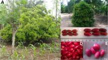 Image result for Synsepalum passargei